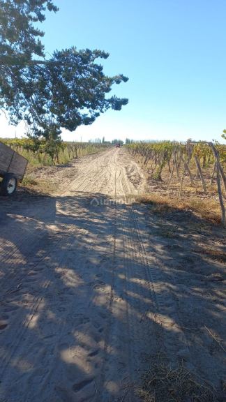 Finca en Venta en San Martin, Mendoza