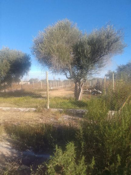 Terreno en Venta en Lujan de Cuyo, Mendoza