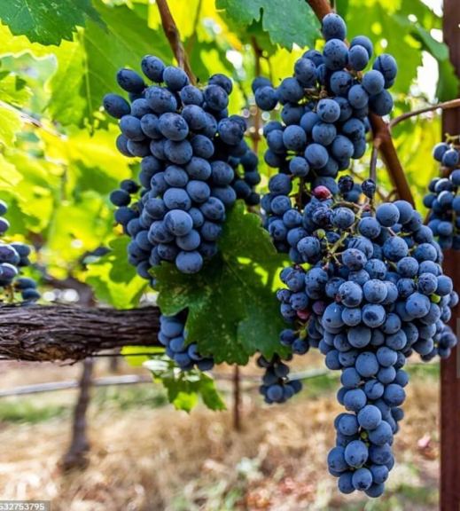 Finca en Venta en Lujan de Cuyo, Mendoza