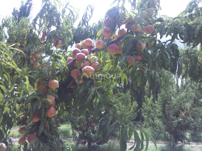 Finca en Venta en General alvear, Mendoza