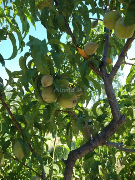 Finca en Venta en General alvear, Mendoza
