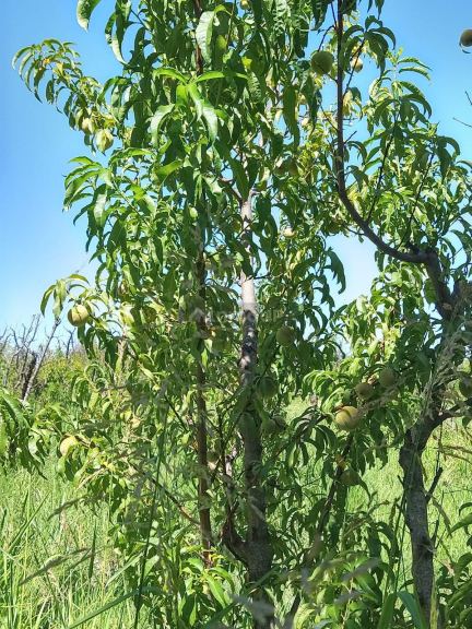 Finca en Venta en General alvear, Mendoza