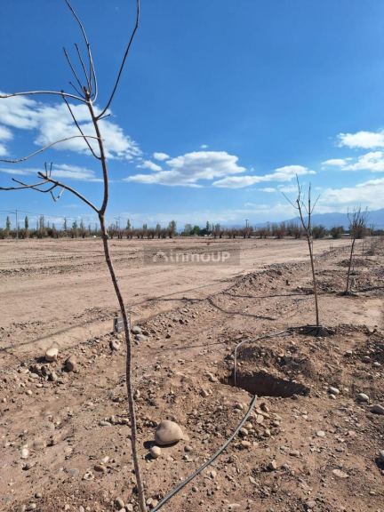 Lote en Venta en Lujan de Cuyo, Mendoza