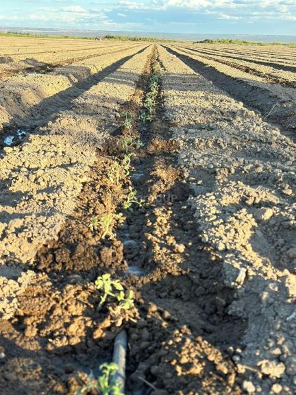 Finca en Alquiler en Lujan de Cuyo, Mendoza