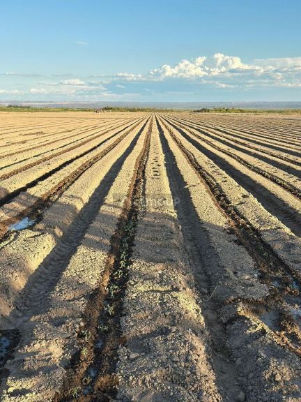 Finca en Alquiler en Lujan de Cuyo, Mendoza