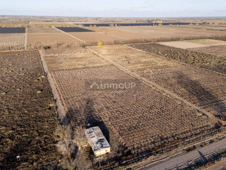 Finca en Venta en Rivadavia, Mendoza