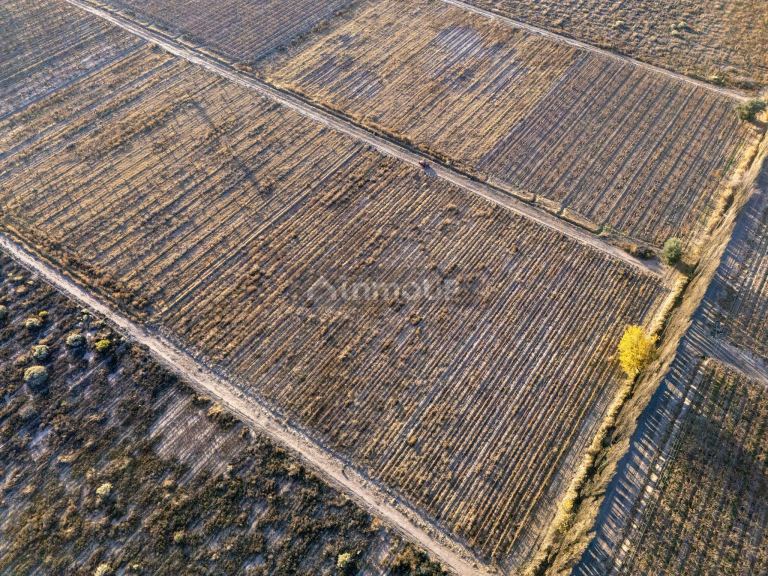 Finca en Venta en Rivadavia, Mendoza