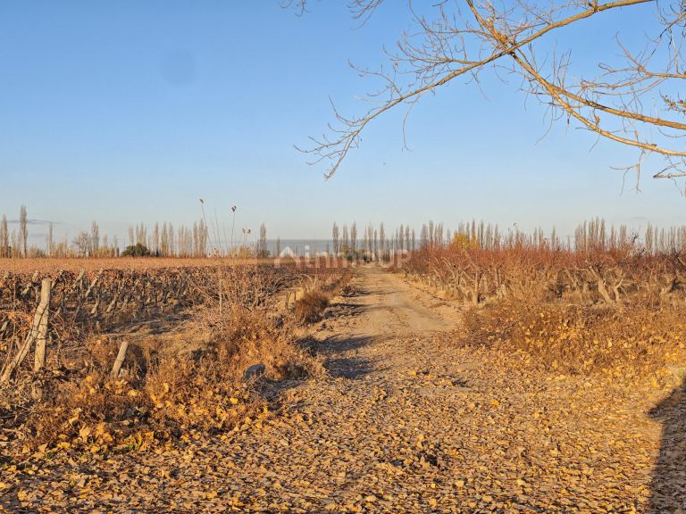 Finca en Venta en Rivadavia, Mendoza