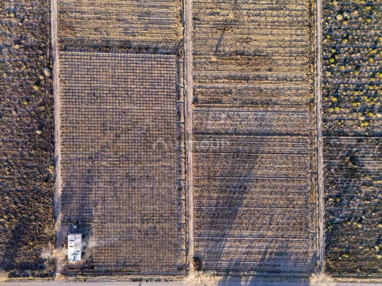 Finca en Venta en Rivadavia, Mendoza