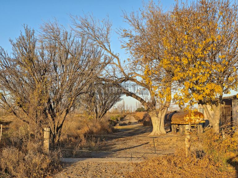 Finca en Venta en Rivadavia, Mendoza