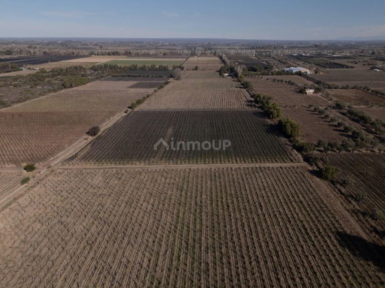 Finca en Venta en Junin, Mendoza - USD 150.000 | Inmoup - 7