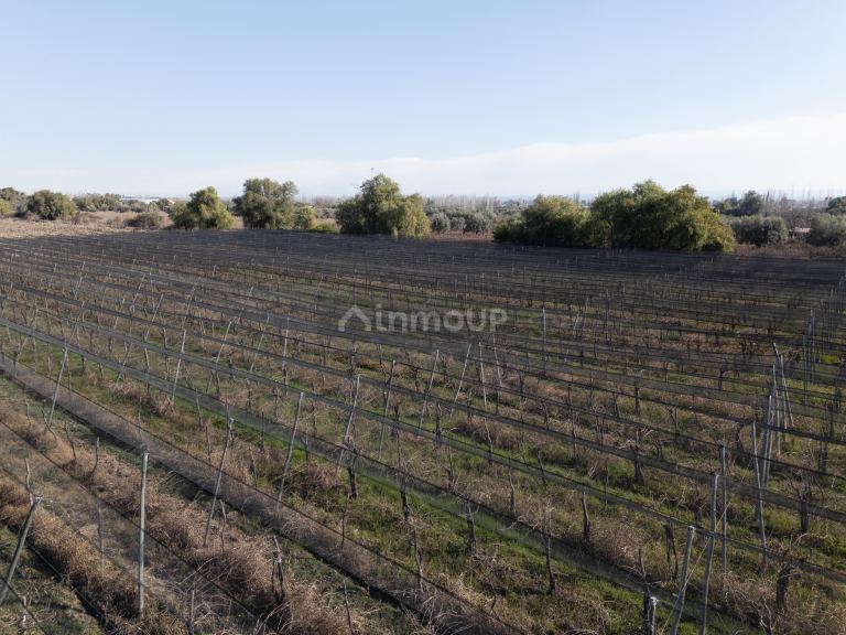 Finca en Venta en Junin, Mendoza - USD 150.000 | Inmoup - 8