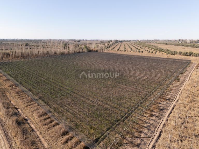 Finca en Venta en Junin, Mendoza - USD 150.000 | Inmoup - 9