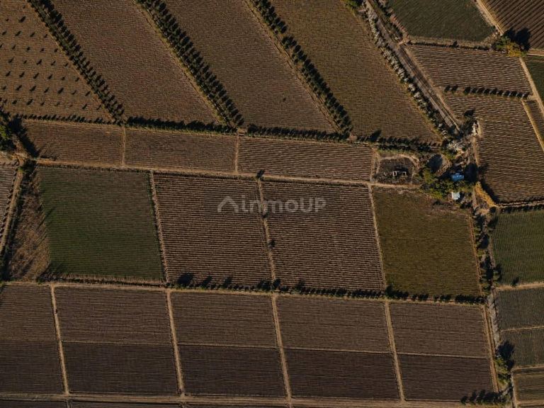 Finca en Venta en Junin, Mendoza - USD 150.000 | Inmoup - 6