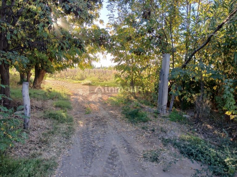 Finca en Venta en Lavalle, Mendoza
