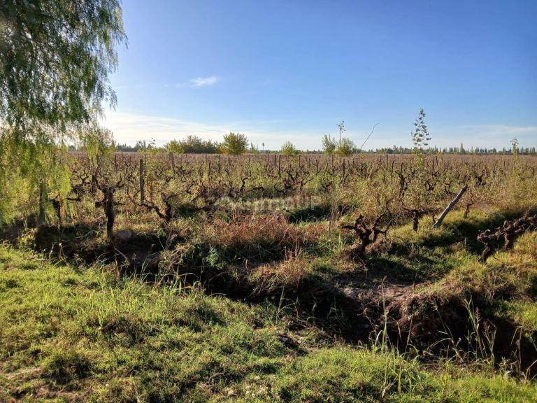 Finca en Venta en Lavalle, Mendoza