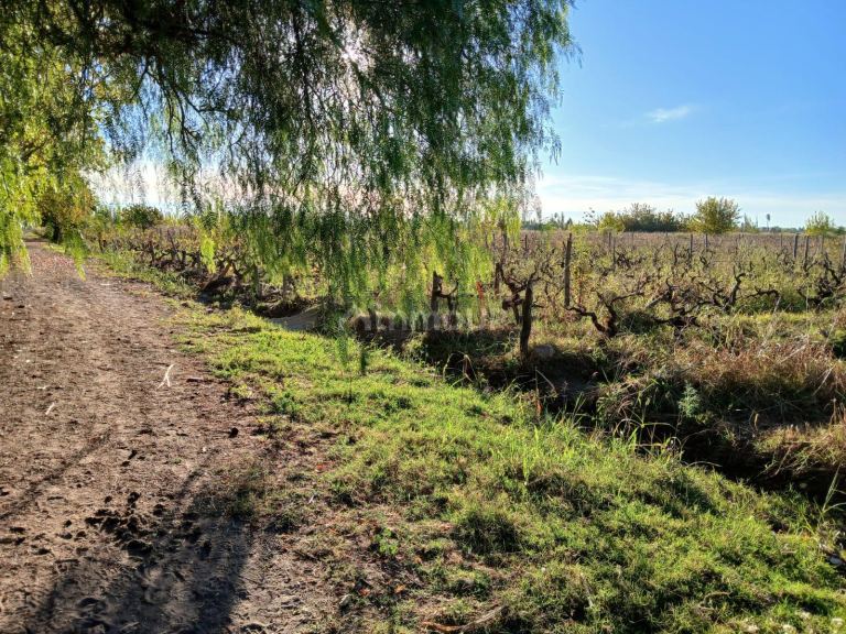 Finca en Venta en Lavalle, Mendoza