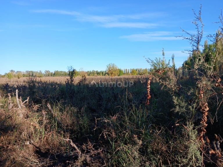 Finca en Venta en Lavalle, Mendoza