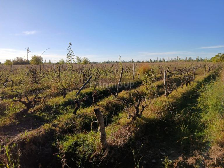 Finca en Venta en Lavalle, Mendoza