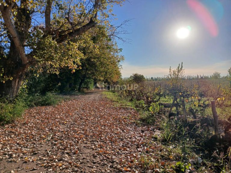 Finca en Venta en Lavalle, Mendoza