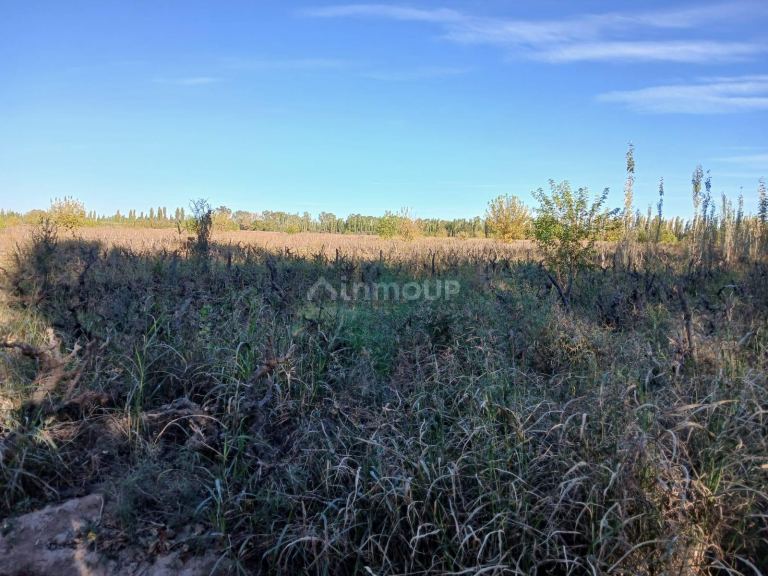 Finca en Venta en Lavalle, Mendoza
