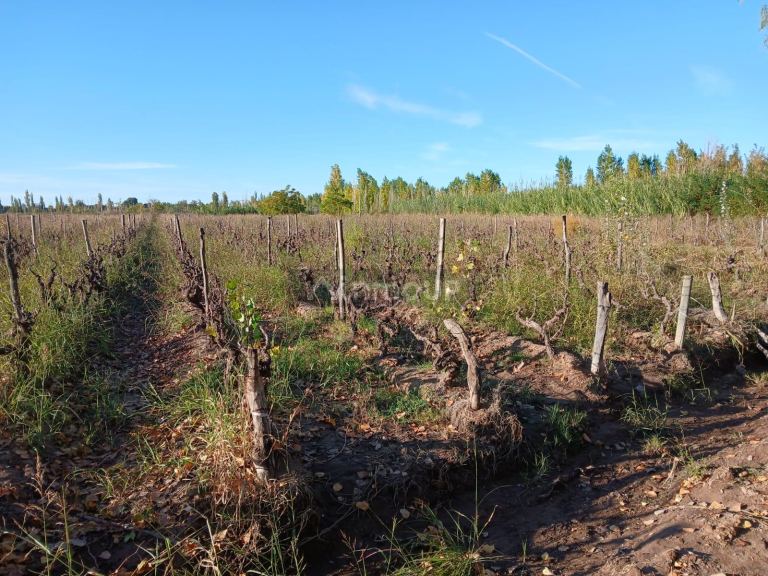 Finca en Venta en Lavalle, Mendoza