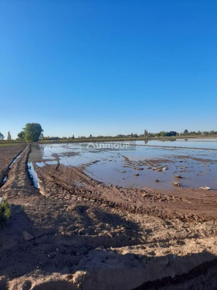 Finca en Venta en Lavalle, Mendoza