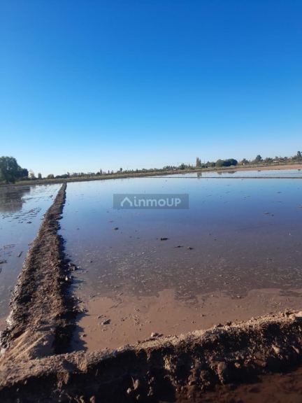 Finca en Venta en Lavalle, Mendoza