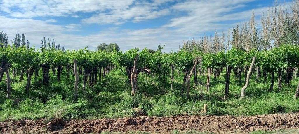Finca en Venta en Lavalle, Mendoza