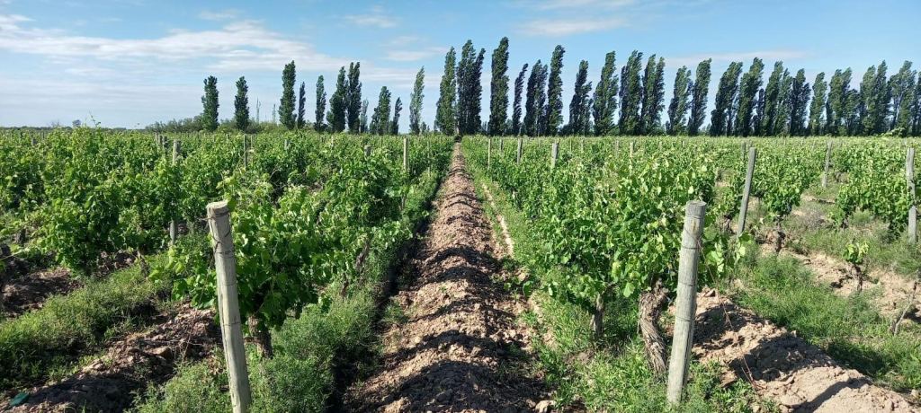 Finca en Venta en Lavalle, Mendoza