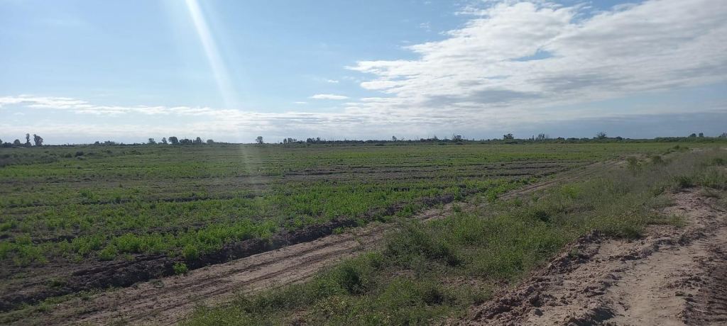 Finca en Venta en Lavalle, Mendoza