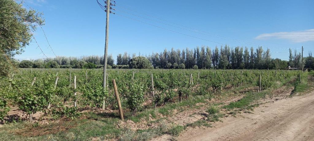 Finca en Venta en Lavalle, Mendoza