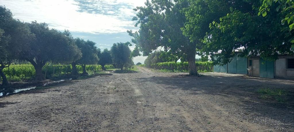 Finca en Venta en Lavalle, Mendoza