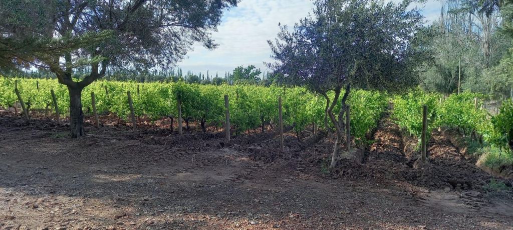 Finca en Venta en Lavalle, Mendoza
