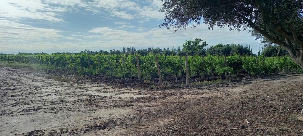 Finca en Venta en Lavalle, Mendoza