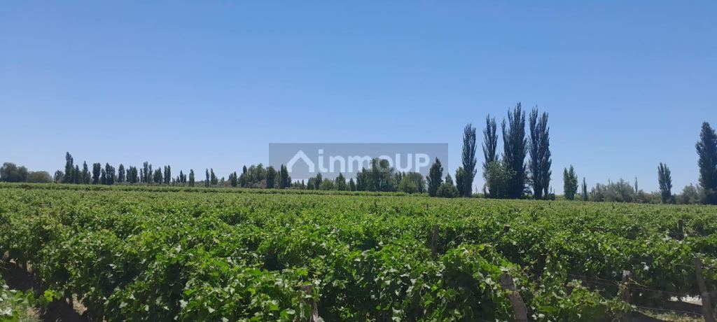 Finca en Venta en Lavalle, Mendoza