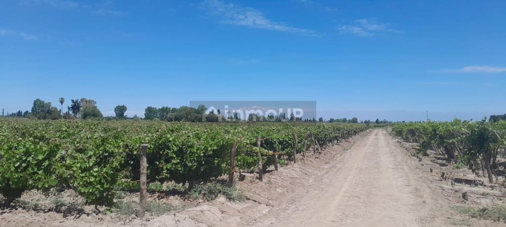 Finca en Venta en Lavalle, Mendoza