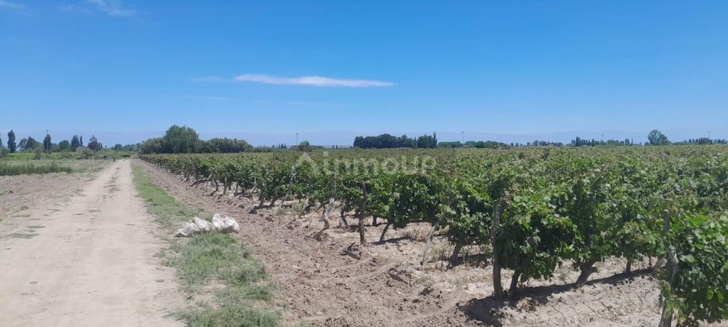 Finca en Venta en Lavalle, Mendoza