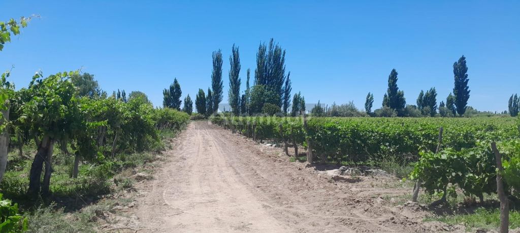 Finca en Venta en Lavalle, Mendoza