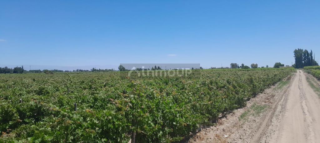 Finca en Venta en Lavalle, Mendoza