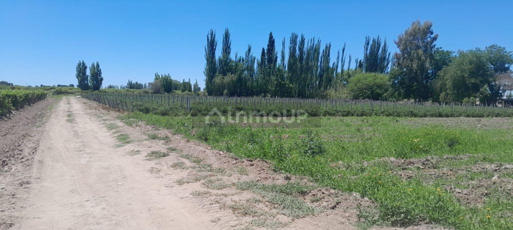 Finca en Venta en Lavalle, Mendoza