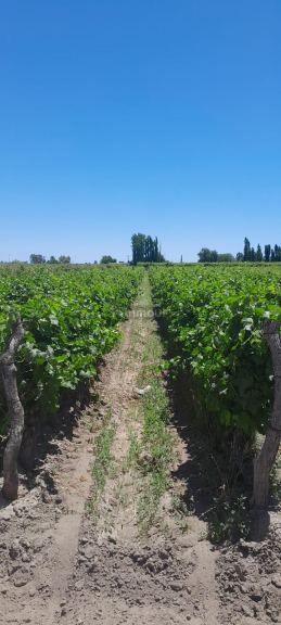Finca en Venta en Lavalle, Mendoza