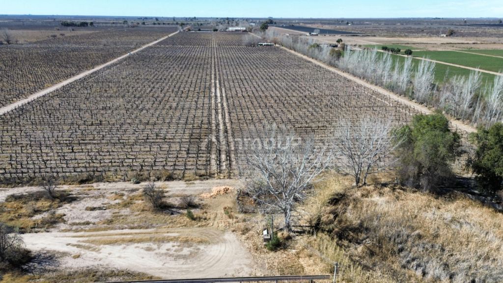 Finca en Venta en San Martin, Mendoza