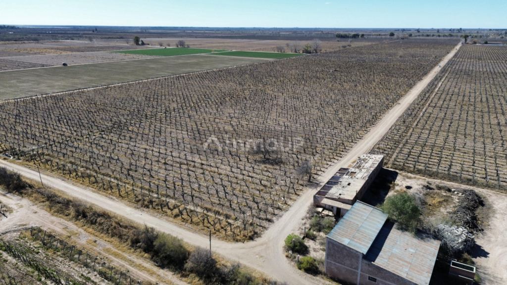 Finca en Venta en San Martin, Mendoza