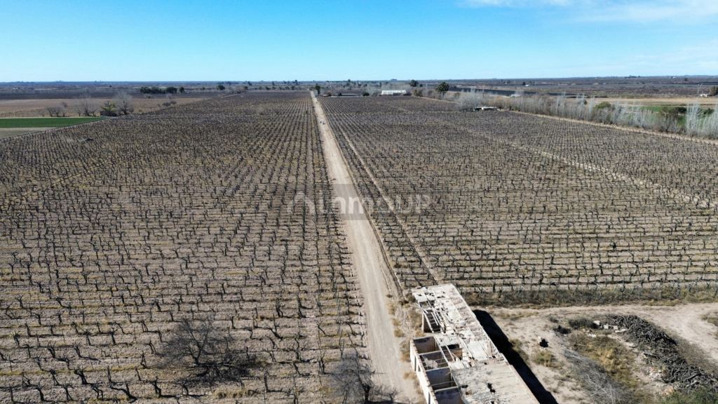 Finca en Venta en San Martin, Mendoza