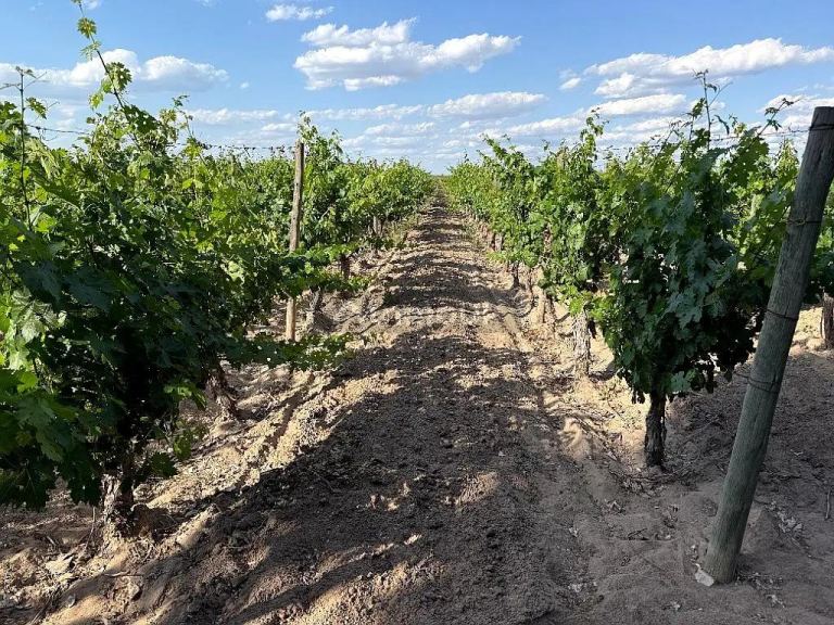 Finca en Venta en San Martin, Mendoza
