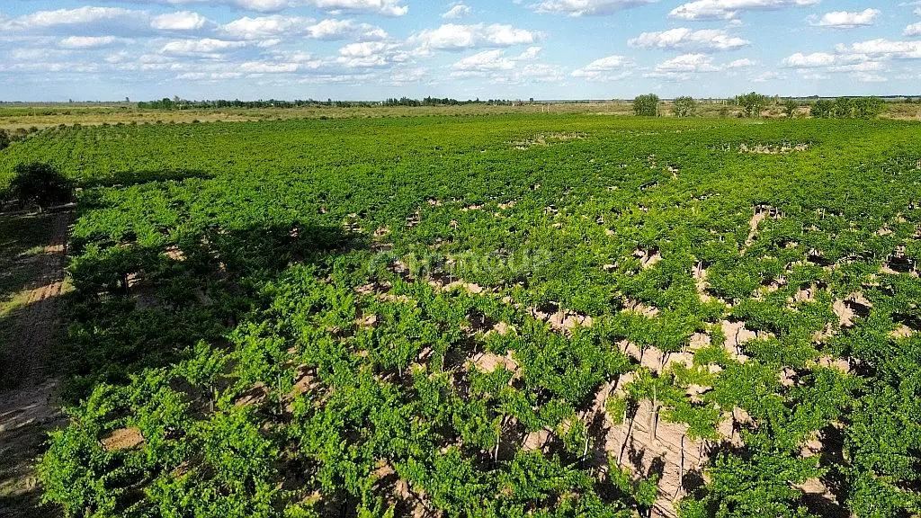 Finca en Venta en San Martin, Mendoza