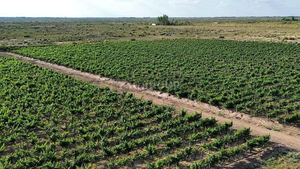 Finca en Venta en San Martin, Mendoza