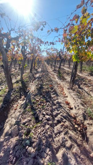 Finca en Venta en San Martin, Mendoza