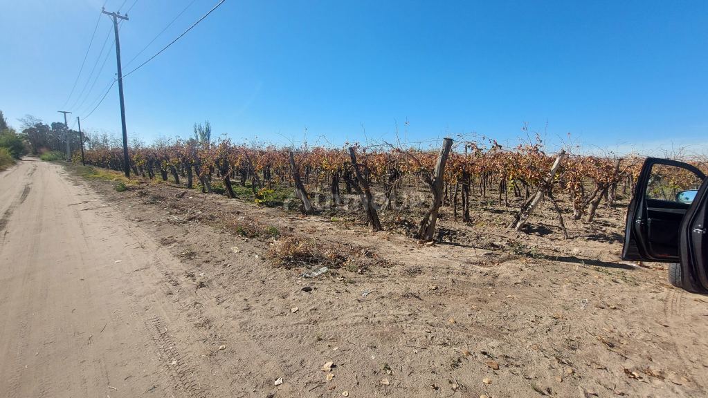 Finca en Venta en San Martin, Mendoza